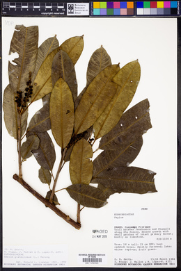 Sapium glandulosum image