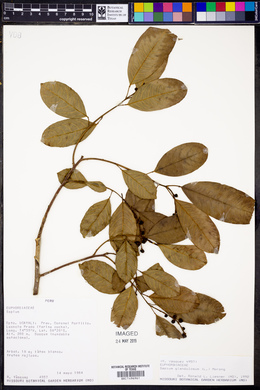 Sapium glandulosum image