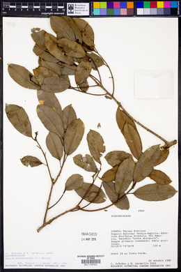 Sapium glandulosum image