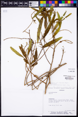 Sapium haematospermum image