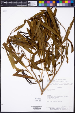 Sapium haematospermum image