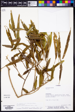 Sapium haematospermum image