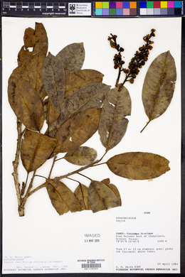 Sapium laurifolium image