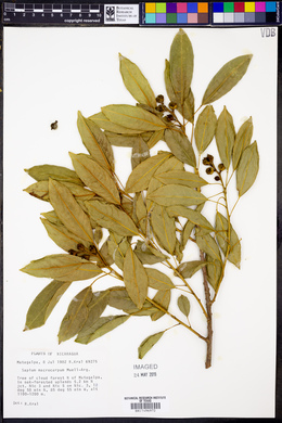 Sapium macrocarpum image