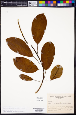 Sapium glandulosum image