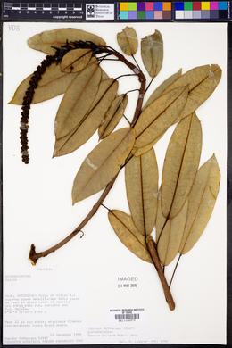 Sapium stylare image