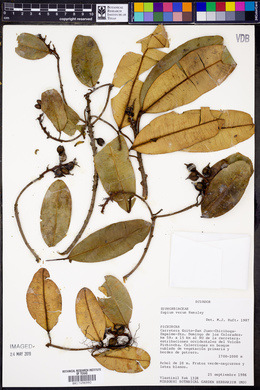 Sapium stylare image