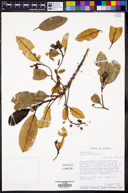 Sapium stylare image