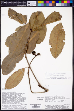 Pseudosenefeldera inclinata image