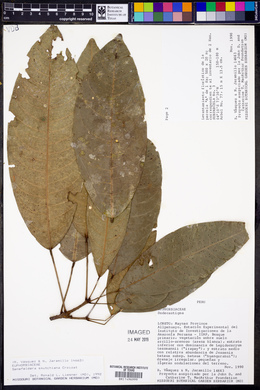 Pseudosenefeldera inclinata image