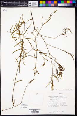 Microstachys corniculata image