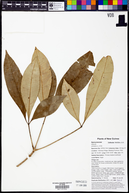 Alstonia scholaris image