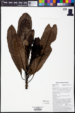 Cerbera floribunda image