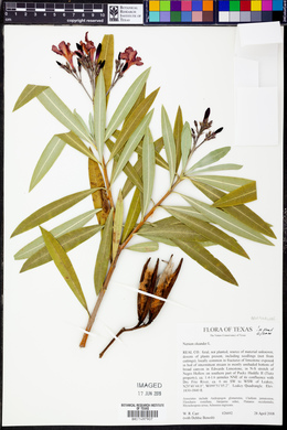 Nerium oleander image