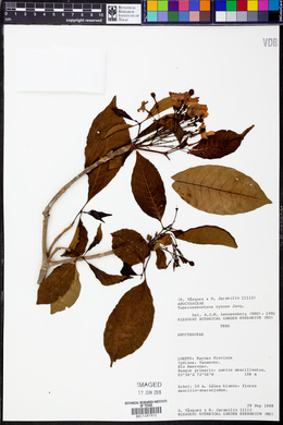 Tabernaemontana cymosa image