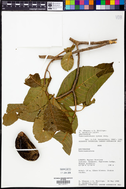 Tabernaemontana cymosa image