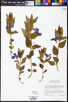 Vinca major image