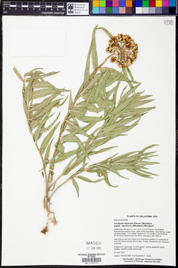 Asclepias asperula subsp. capricornu image