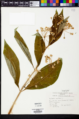 Asclepias exaltata image