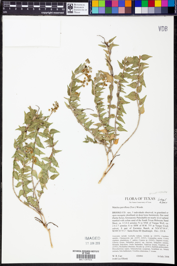 Matelea parviflora image