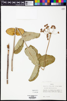 Asclepias amplexicaulis image