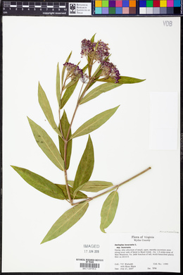 Asclepias incarnata subsp. incarnata image