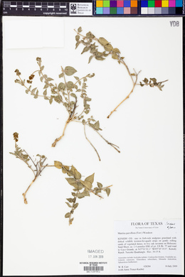 Matelea parviflora image