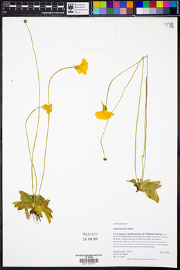 Pinguicula lutea image