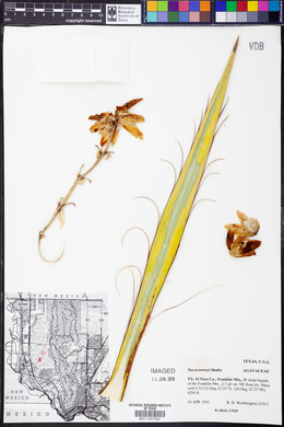 Yucca torreyi image