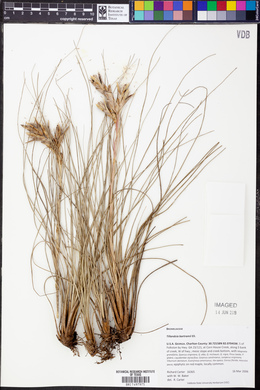 Tillandsia bartramii image