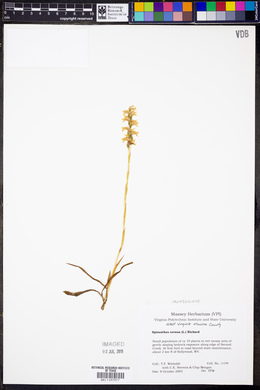 Spiranthes cernua image