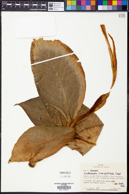 Dieffenbachia crebripistillata image