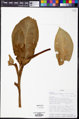 Dieffenbachia tonduzii image