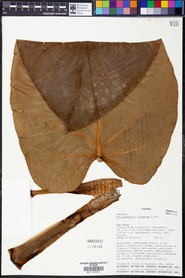 Philodendron llanense image