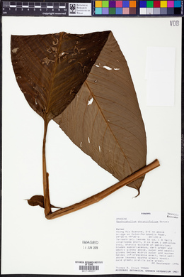Spathiphyllum phryniifolium image