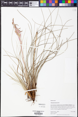 Tillandsia bartramii image