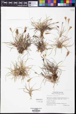 Tillandsia recurvata image