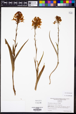 Platanthera ciliaris image