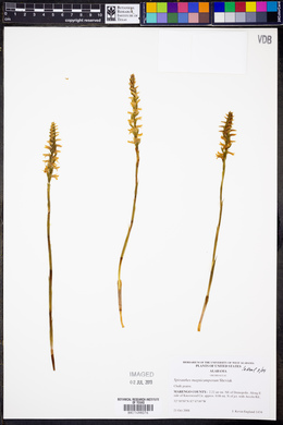 Spiranthes magnicamporum image