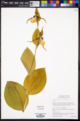 Cypripedium montanum image