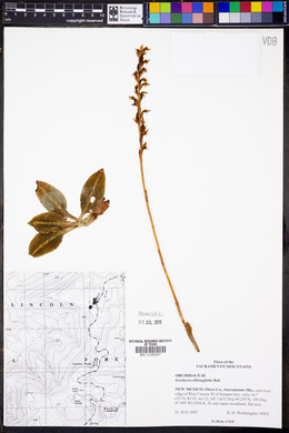 Goodyera oblongifolia image