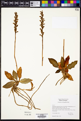 Goodyera oblongifolia image