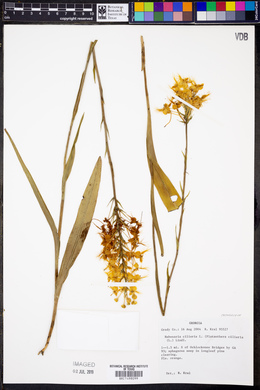 Platanthera ciliaris image