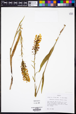 Platanthera cristata image