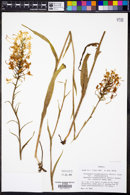 Platanthera blephariglottis var. blephariglottis image