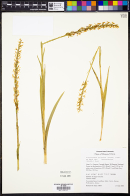 Platanthera dilatata var. leucostachys image