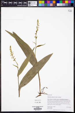 Platanthera flava image