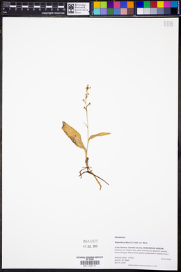 Platanthera flava image