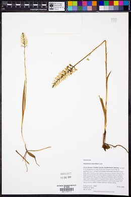 Platanthera nivea image