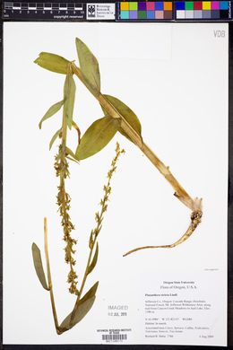 Platanthera stricta image